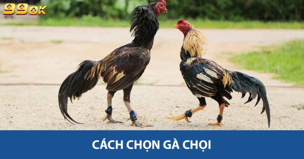 Cách chọn gà chọi