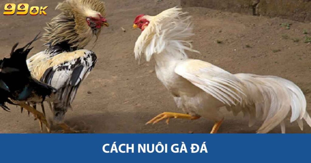 Cách nuôi gà đá