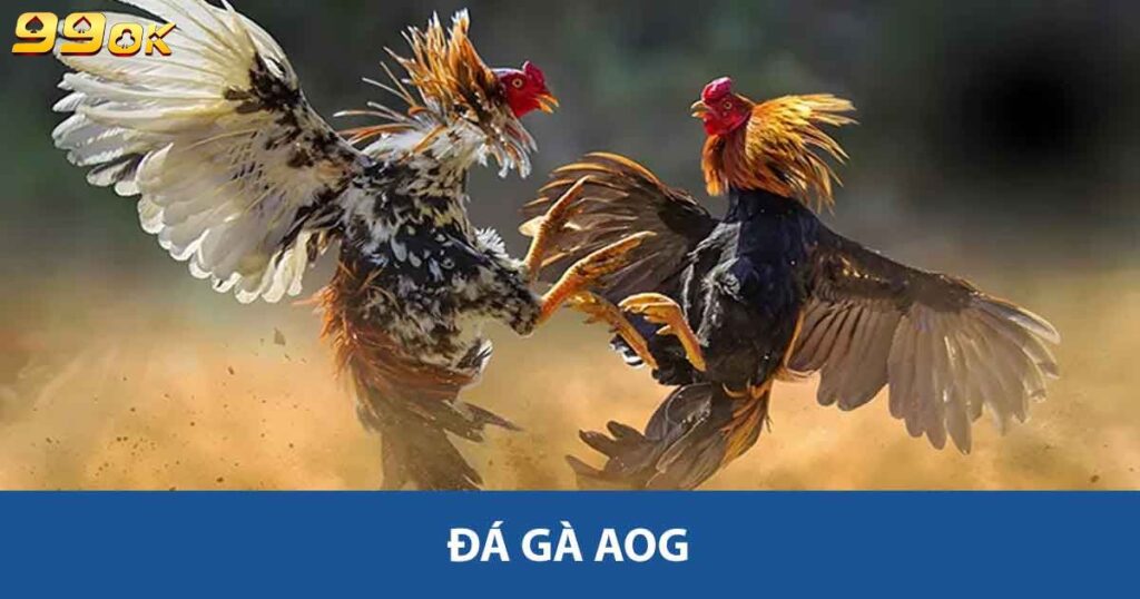 Đá Gà AOG