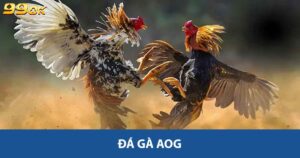 Đá Gà AOG