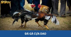 Đá gà cựa dao