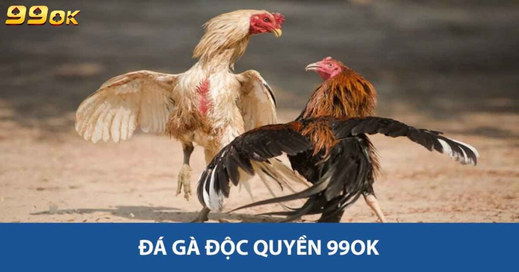 Đá gà độc quyền 99ok
