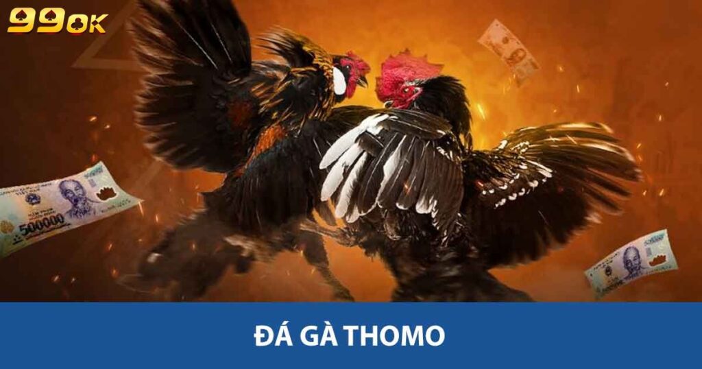 Đá gà Thomo