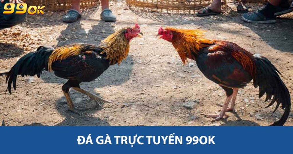 Đá gà trực tuyến 99ok