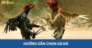 Hướng dẫn chọn gà đá
